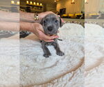 Small #1 American Pit Bull Terrier Mix