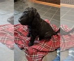 Puppy Puppy 1 Double Doodle