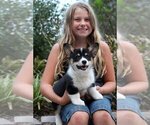 Small #8 Pembroke Welsh Corgi