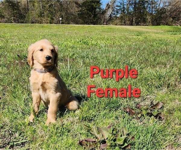 Medium Photo #18 Goldendoodle Puppy For Sale in CLARKSVILLE, TX, USA