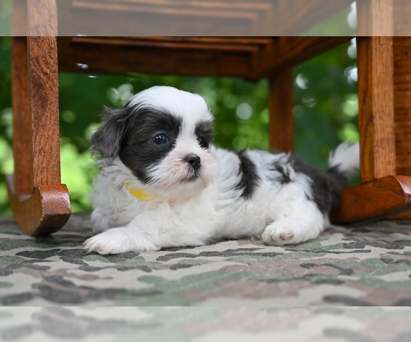 Medium Photo #10 Shih Tzu Puppy For Sale in MILLERSBURG, OH, USA