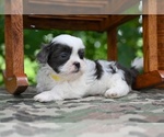 Small #9 Shih Tzu