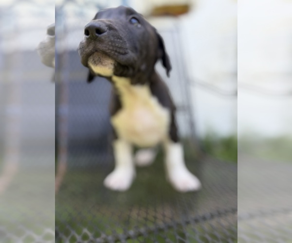 Medium Photo #6 American Pit Bull Terrier Puppy For Sale in BROCKTON, MA, USA