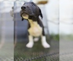 Small #5 American Pit Bull Terrier