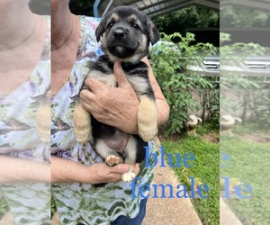 German Shepherd Dog Puppy for sale in CONYERS, GA, USA