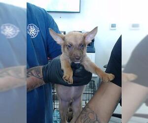 Dachshund-Unknown Mix Dogs for adoption in Pasadena, TX, USA
