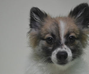 Pomeranian Puppy for sale in PATERSON, NJ, USA