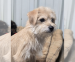 Small #1 Mutt