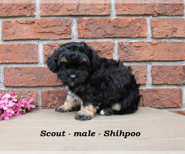 Medium Photo #3 Shih-Poo Puppy For Sale in CLARKRANGE, TN, USA