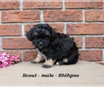Small #2 Shih-Poo