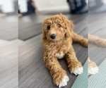 Small #5 Goldendoodle mix (+ Poodle Miniature)