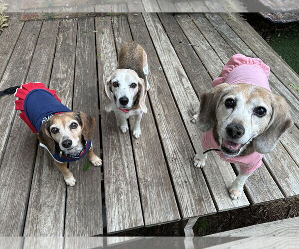 Medium Photo #3 Beagle Puppy For Sale in Carrollton, TX, USA