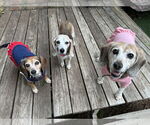 Small #2 Beagle
