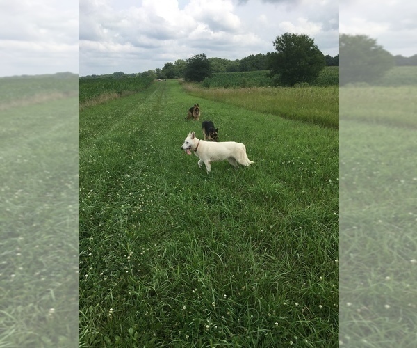 Medium Photo #14 German Shepherd Dog Puppy For Sale in SPRINGFIELD, IL, USA