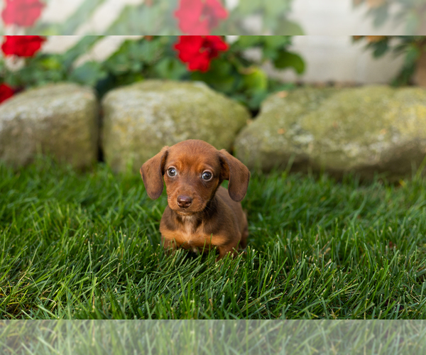 Medium Photo #3 Dachshund Puppy For Sale in MILLERSBURG, IN, USA