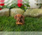 Kumer - Male Dachshund Puppy for Sale - Photo #3