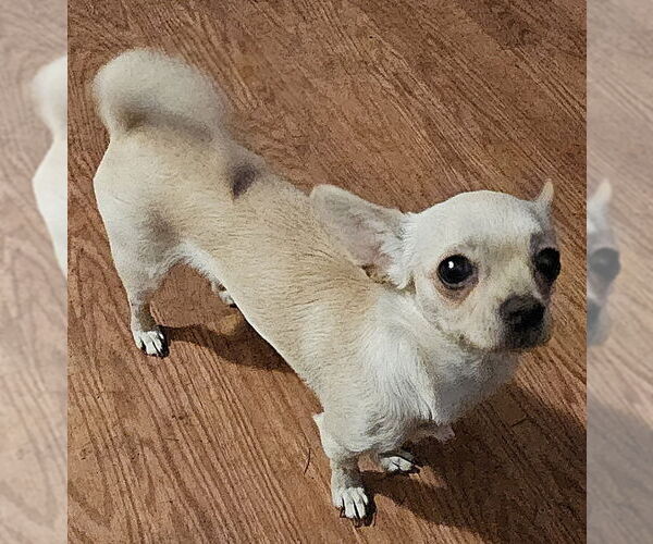 Medium Photo #3 Chug Puppy For Sale in Olalla, WA, USA