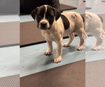 Small #2 Labrador Retriever Mix