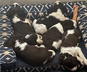 English Springer Spaniel Litter for sale in TUALATIN, OR, USA