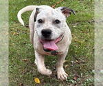 Small Photo #3 American Pit Bull Terrier-Unknown Mix Puppy For Sale in Rustburg, VA, USA