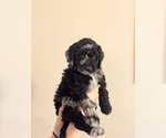 Puppy Baby Blue Goldendoodle (Miniature)