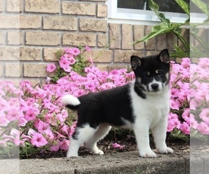 Shiba Inu Puppy for sale in MILLERSBURG, OH, USA