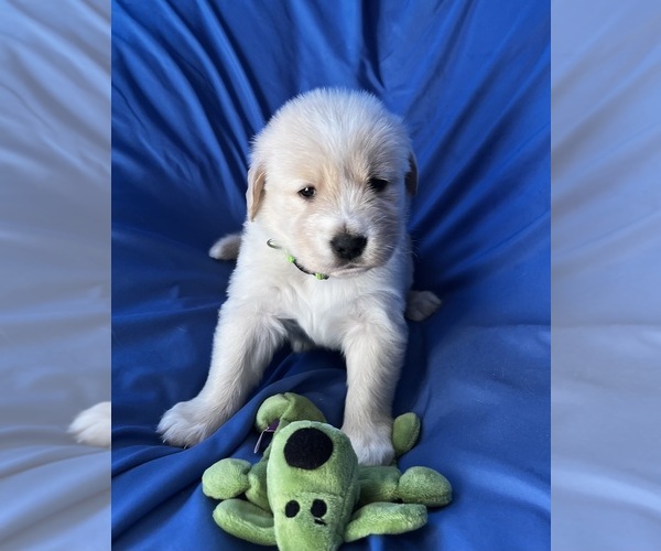 Medium Photo #2 Golden Labrador Puppy For Sale in LIVE OAK, FL, USA