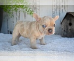 Small #1 French Bulldog