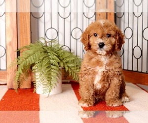 Goldendoodle Puppy for sale in NAPLES, FL, USA