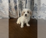 Small #10 Morkie