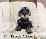 Small Photo #3 Schnauzer (Miniature) Puppy For Sale in COOKEVILLE, TN, USA