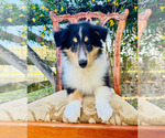 Small #8 Collie