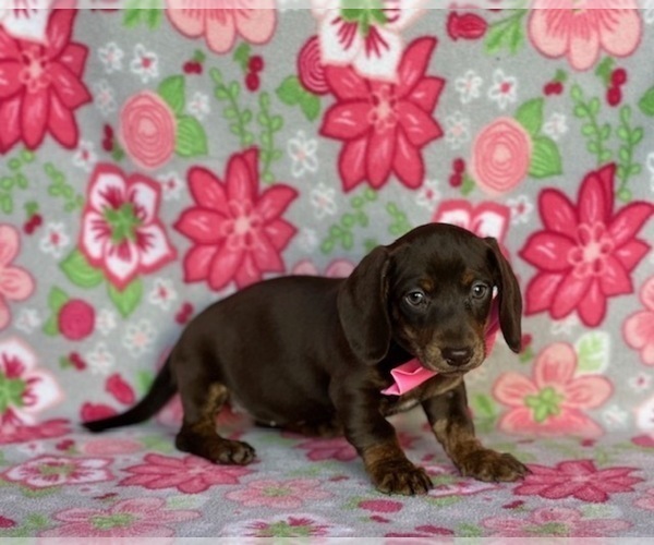Medium Photo #2 Dachshund Puppy For Sale in LANCASTER, PA, USA