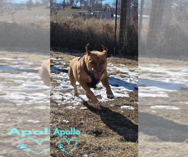 Medium Photo #5 American Staffordshire Terrier-Boxer Mix Puppy For Sale in Monte Vista, CO, USA