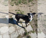Small #8 American Pit Bull Terrier Mix