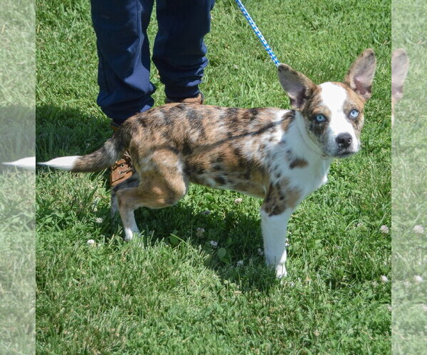 Medium Photo #3 Australian Shepherd-Basenji Mix Puppy For Sale in Huntley, IL, USA