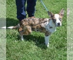 Small #2 Australian Shepherd-Basenji Mix