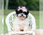 Puppy Lovey Shih Tzu