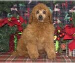 Small Photo #2 Poodle (Miniature) Puppy For Sale in HUTCHINSON, KS, USA