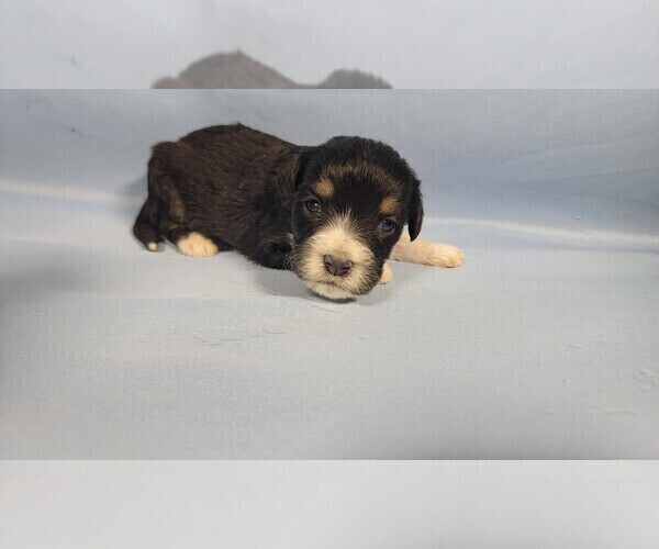 Medium Photo #2 Bernedoodle (Miniature) Puppy For Sale in BLACK FOREST, CO, USA