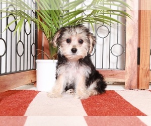 Yo-Chon Puppy for sale in NAPLES, FL, USA