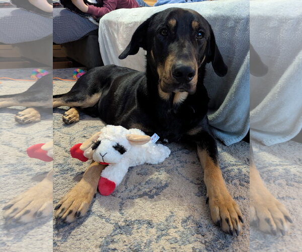 Medium Photo #5 Doberman Pinscher-Unknown Mix Puppy For Sale in Minneaoplis, MN, USA
