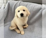 Small Golden Pyrenees