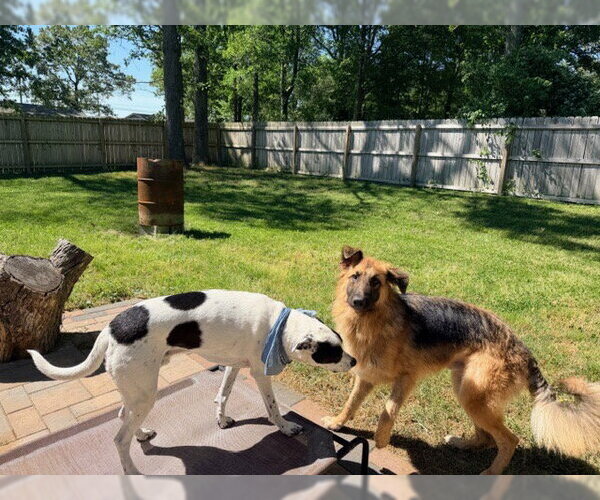 Medium Photo #3 German Shepherd Dog Puppy For Sale in New Hill, NC, USA