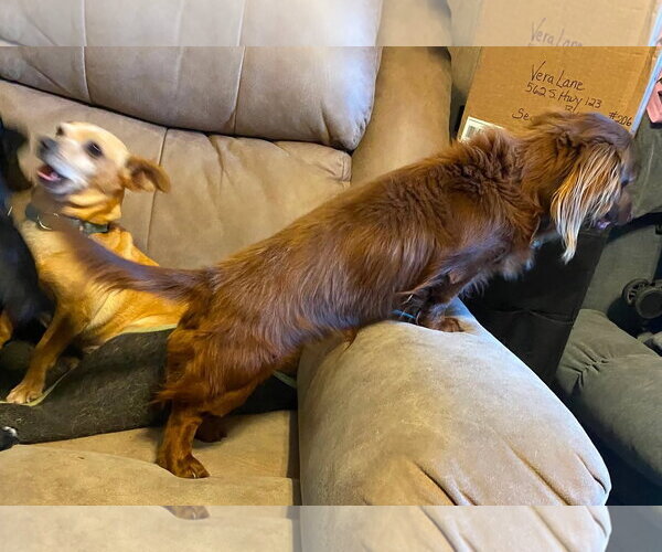 Medium Photo #2 Dachshund Puppy For Sale in Boonton, NJ, USA