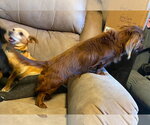 Small #1 Dachshund