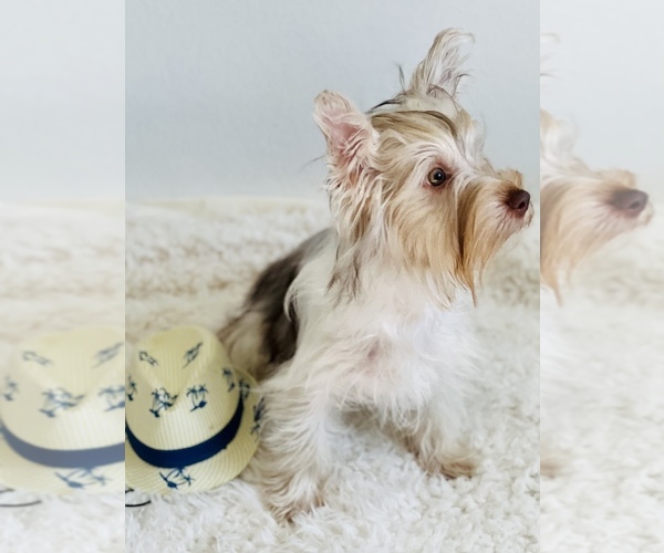Medium Photo #4 Yorkshire Terrier Puppy For Sale in SAN JACINTO, CA, USA