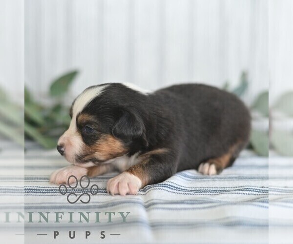 Medium Photo #5 Miniature Australian Shepherd Puppy For Sale in REBERSBURG, PA, USA