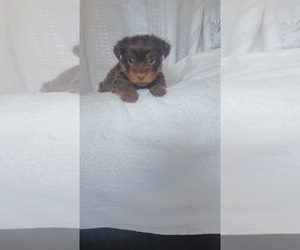 Medium Yorkshire Terrier