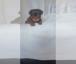 Puppy Honey Yorkshire Terrier